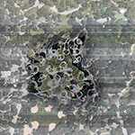 411