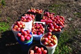 Apples gathered after a trip with gleaners around the Golan