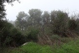 Nature photograph in Amirim
