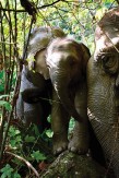 Mahouts © 2019 Mahouts Elephant Foundation