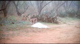 The Snow Monkeys of Texas