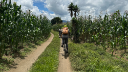 Bikers riding through corn maze