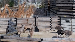 Bernard Tschumi Architects, Le Parc Zoologique de Paris | photo by Iwan Baan