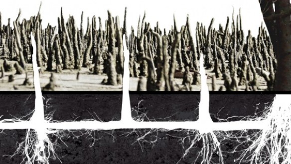 [Project title] Growth in Anoxic Conditions